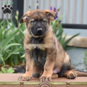 Kerry, German Shepherd Puppy